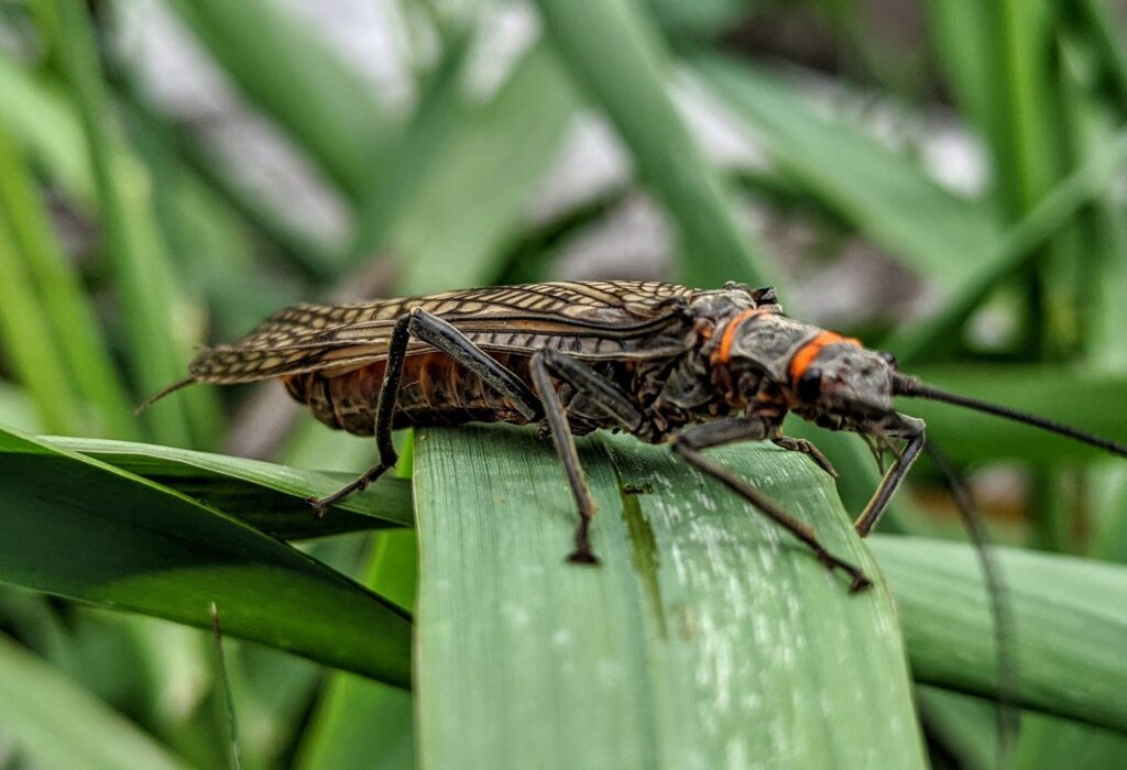 salmon fly pic