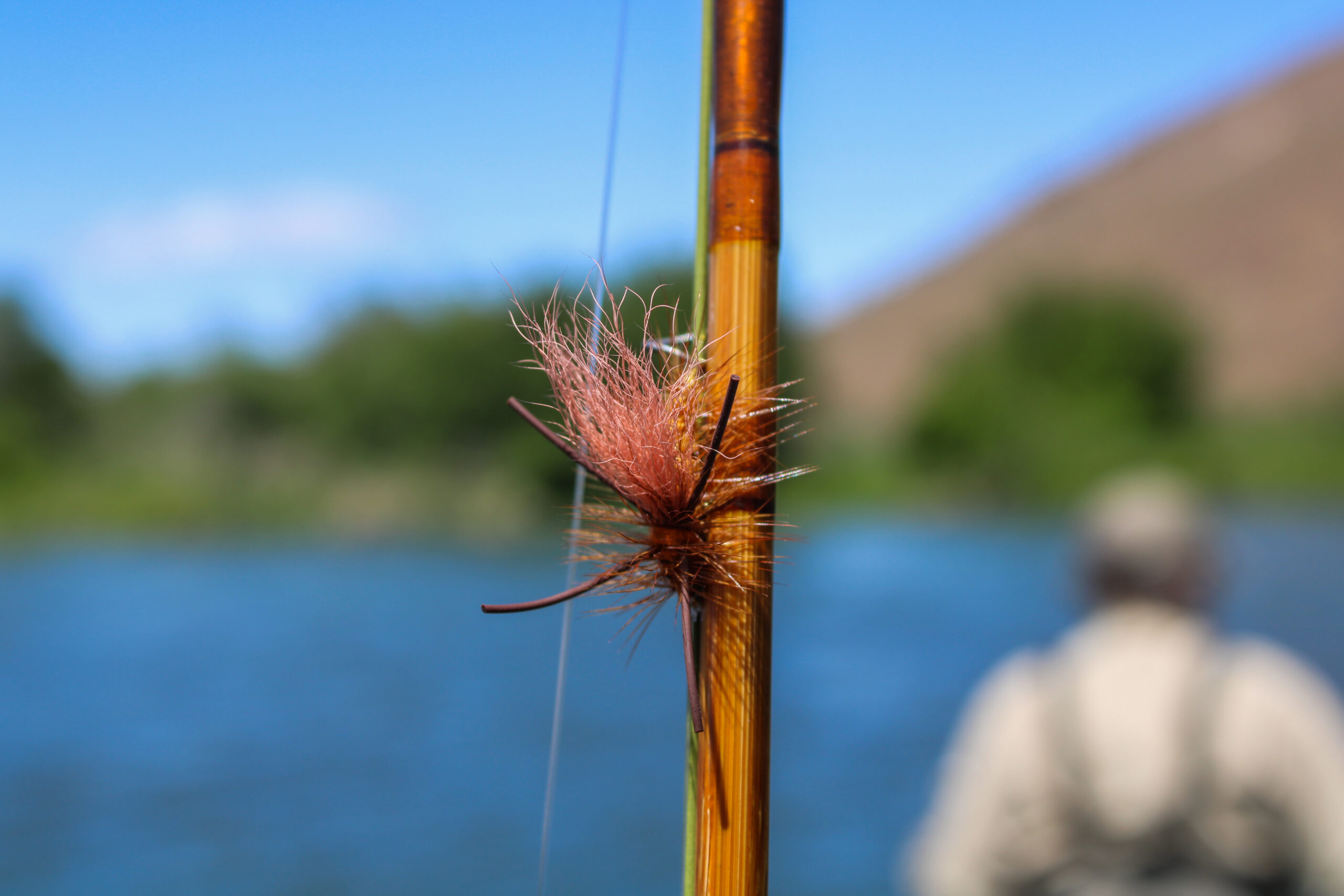 salmon fly